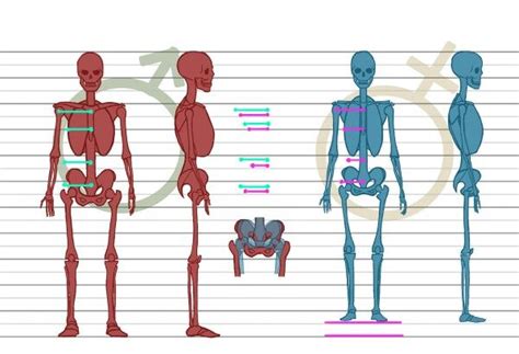 male  female skeleton skeleton male  female skull male