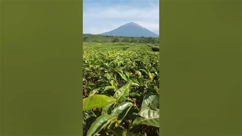 Gunung Kerinci Dan Kebun Teh Kayu Aro Youtube