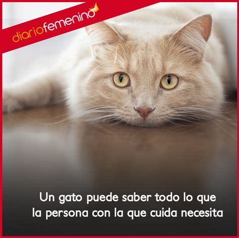 Gatos Tiernos Imagenes De Gatitos Con Frases