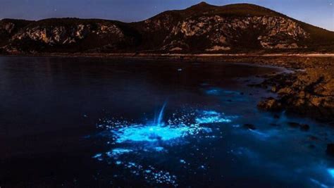 Plancton Brillante En La Noche Descubre D Nde Encontrarlo En El Mar