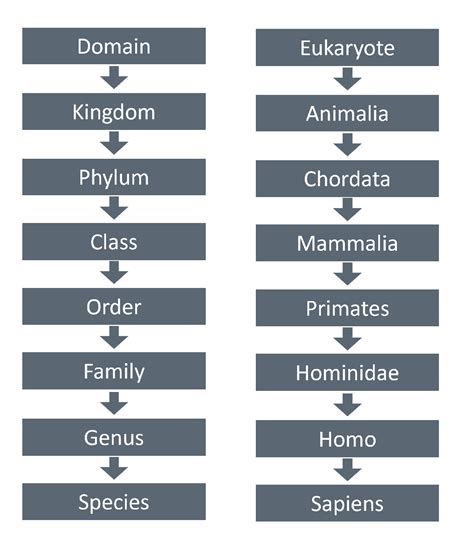 Science Resources Kingdoms And Classifications