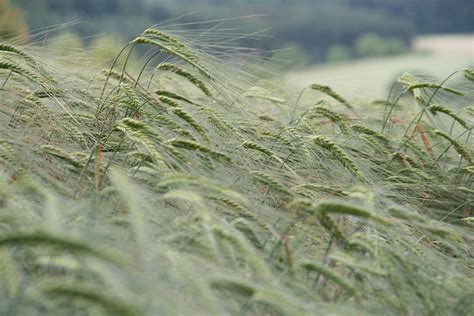 12 Rye Grass Pollen Extract Benefits and Uses - Booboone.com