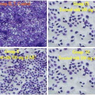 Morphological Changes Observation Of Ht Cells By Giemsa Staining