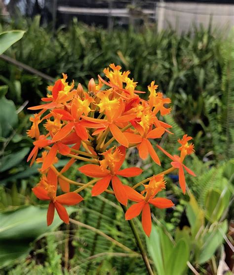 Potted Epidendrum Orchids