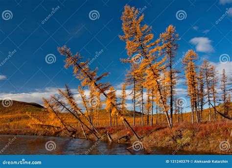 The Colours Of Autumn Are Cold Water Rivers Of Magadan Stock Image