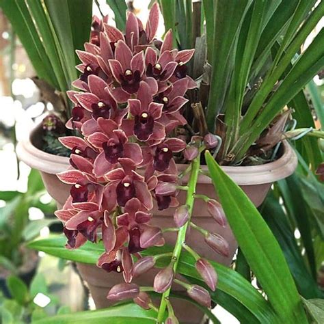 Details Cymbidium Variedades Abzlocal Mx