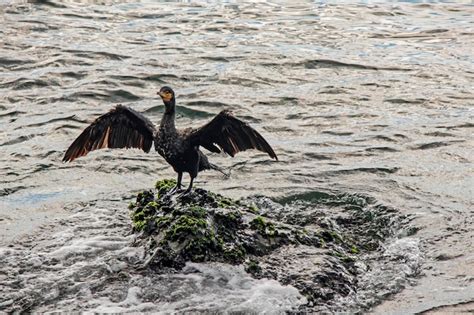 Premium Photo Cormorant On Cliffs In The Sea