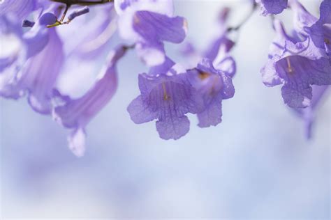 Jacaranda Estas Son Las Propiedades Medicinales De La Planta