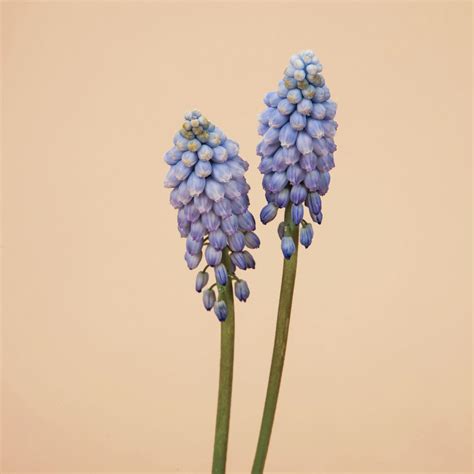 Valerie Finnis Muscari | 12 Bulbs | Plantgem