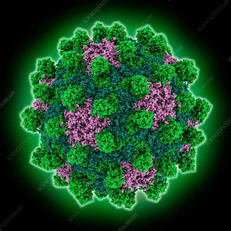 Deformed Wing Virus Capsid Molecular Model Stock Image C0383485