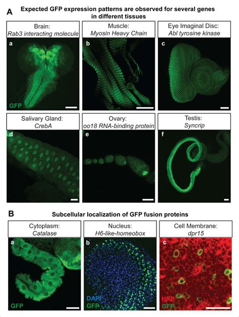 Protein Expression Analysis After Rmce A Examples Of Gfp Expression