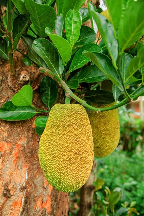 African Fruits Named Jackfruit Scientific Name Artocarpus Heterophyllus