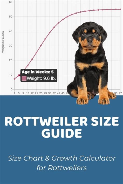 Interactive Rottweiler Growth Chart and Calculator - Puppy Weight ...