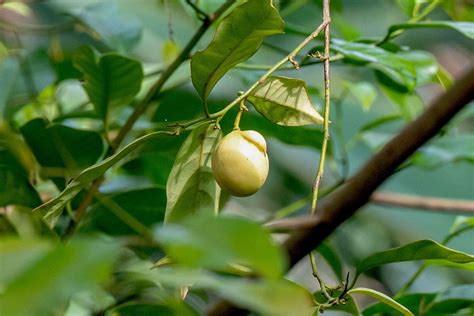 Nutmeg Tree Plant Family at David Snider blog