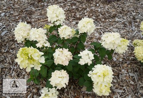 Hydrangea Paniculata Petite Star Coustar Pbr Hortensja Bukietowa