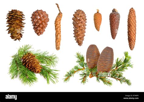 Coniferophyta Hi Res Stock Photography And Images Alamy