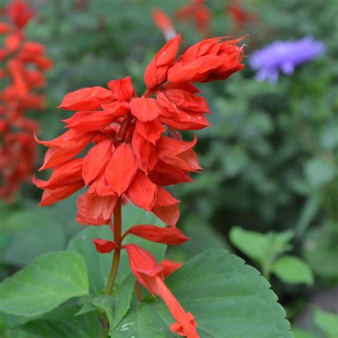 Salvia Red Hot Sally Atelier Yuwaciaojp