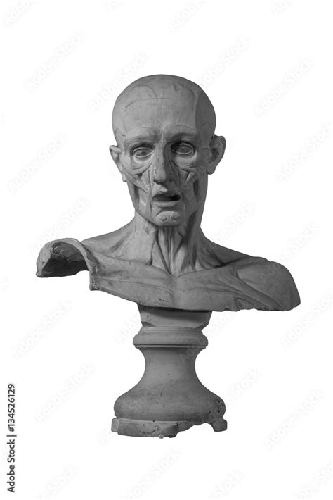 Plaster Statue Of A Naked Man With Anatomically Shaped Facial Muscles Stock Photo Adobe Stock