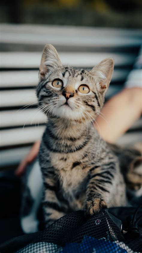 Pale Tabby Cat with Brown Eyes · Free Stock Photo