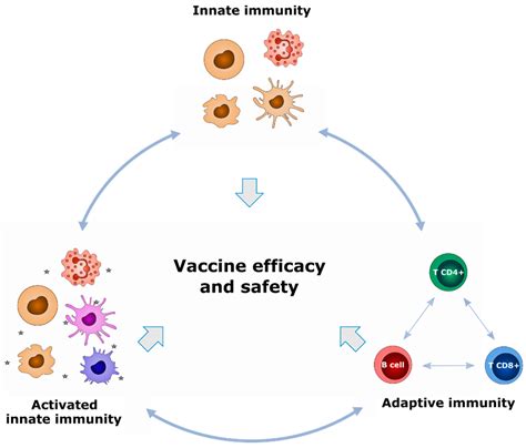 Vaccines Free Full Text Predictive Markers Of Immunogenicity And