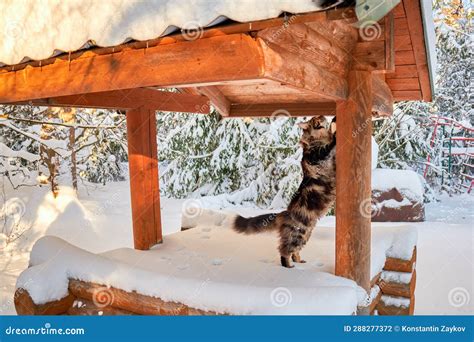 Huge Fluffy Maine Coon Cat Sharpens Its Claws On A Woody Log Cat On A