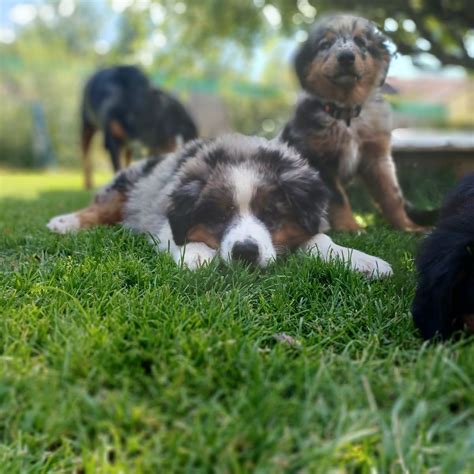 Australian Shepherd Mix Welpen Suchen Ihr F R Immer Zuhause Passau