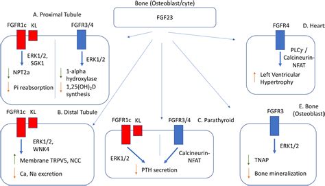 Fgf Signalling And Physiology In Journal Of Molecular Endocrinology