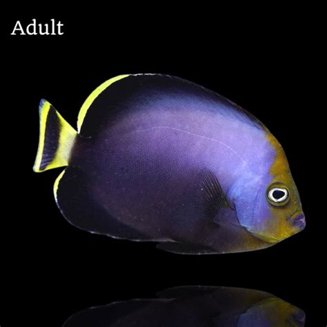 Chaetodontoplus Melanosoma Black Velvet Angelfish