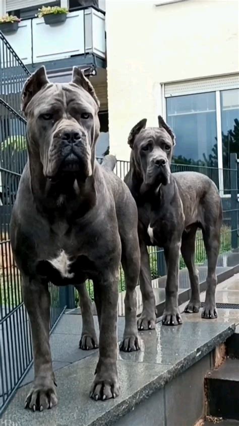 Black Cane Corso Dog Big Dog Breed King Corso Dog Artofit