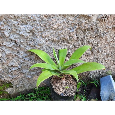 Jual Tanaman Hias Bunga Hias Siklok Hijau Tanaman Hias Agave Attenuata