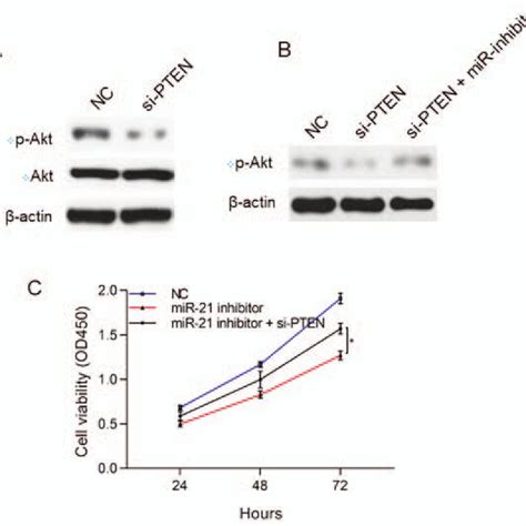 Correlation Of Mir 21 With Pten And Pi3k Akt Pathway A Effects Of