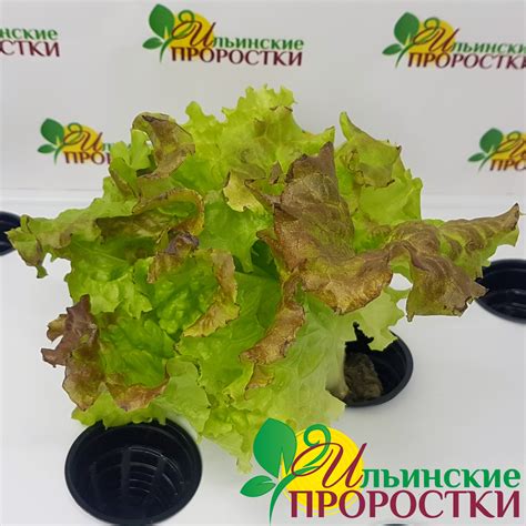Агровата для проращивания микрозелени, беби листьев и салатов купить в ...
