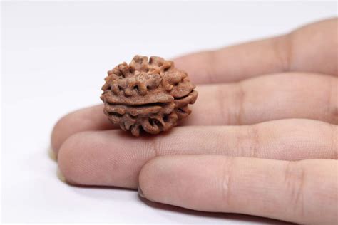 The Ultimate Guide To Auspicious Bead Rudraksha How To Use How To