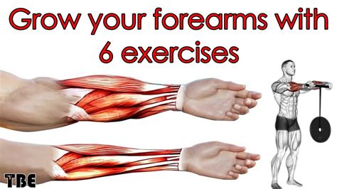 6 Best Exercises For Bigger Forearm Workout Forearm Muscle Growth