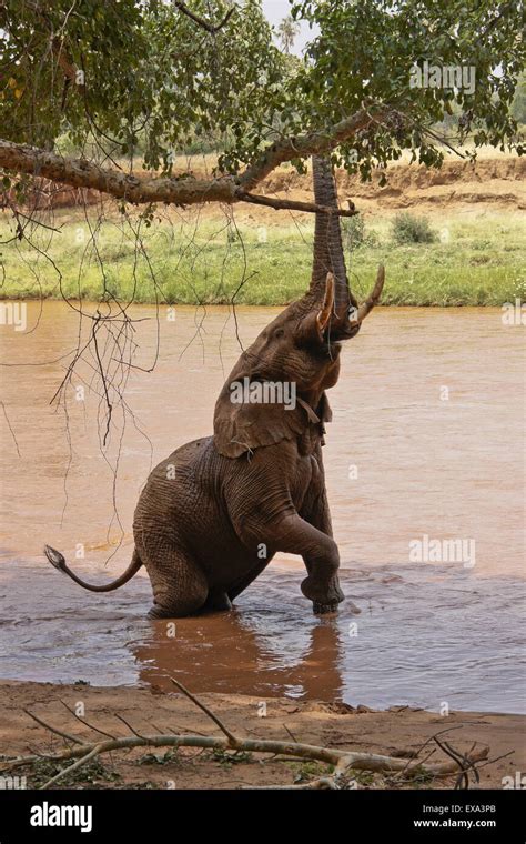 Male Elephant Stretching To Reach Fresh Leaves Samburu Kenya Stock