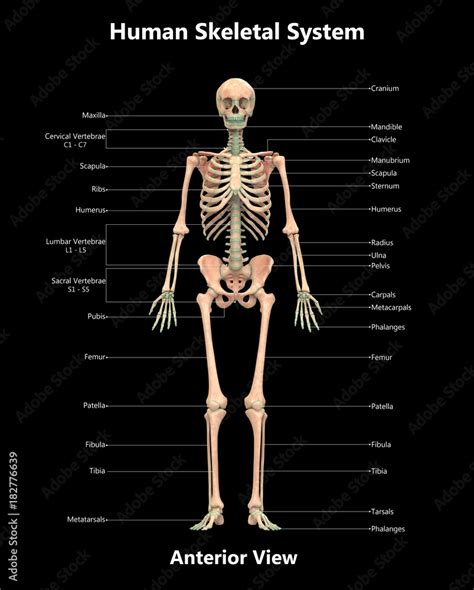 Human Skeleton System Detailed Labels Anatomy (Anterior View) Stock ...