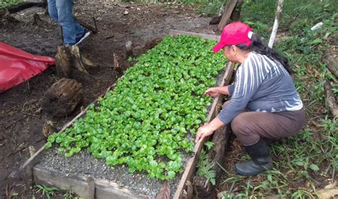 Productores de Pastaza reciben plantas de café Ministerio de