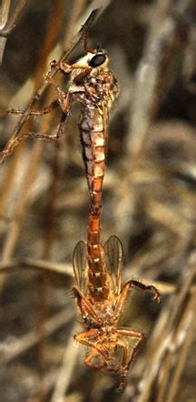 Robber Fly Life Cycle: A Fascinating Journey Explained - What's That Bug?