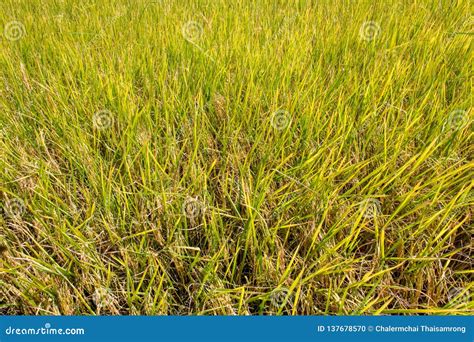 Rice Plant in Paddy Field,ready To Harvest Stock Photo - Image of ready, brown: 137678570