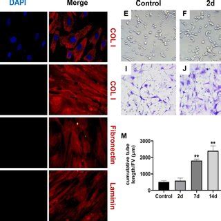 The Effect Of WJ MSCs ECM On Human Umbilical Vein Endothelial Cells