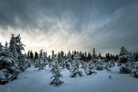 Alaska Wildlife Viewing | Travel Alaska