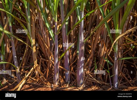 Sugar cane plantation Stock Photo - Alamy