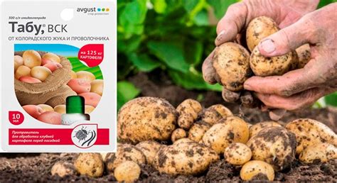 Табу от колорадского жука: инструкция по применению, отзывы