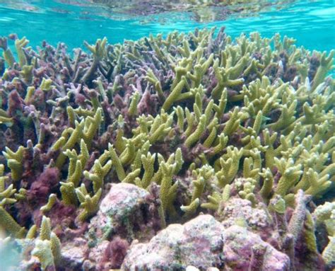 Tuvalu: Snorkeling in Funafuti Atoll Conservation Area – Travel2Unlimited