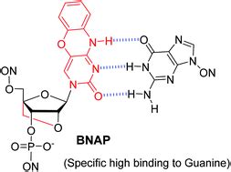 Synthesis And Thermal Stabilities Of Oligonucleotides Containing 2 O 4