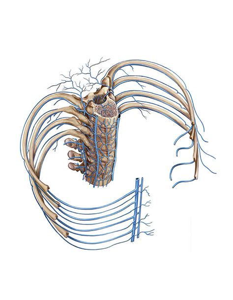 Rib Veins And Vertebral Venous Plexus Photograph By Asklepios Medical