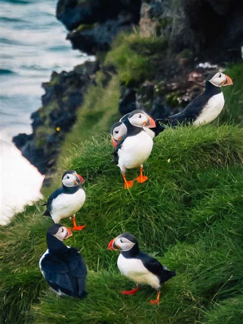 During Puffling Season Icelanders Save Baby Puffins By Throwing Them