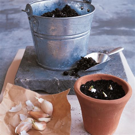 How to Grow Garlic Indoors | Martha Stewart