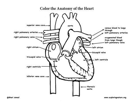 Anatomy Coloring Page ~ Coloring Pages