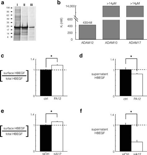 Adam12 Inhibition Using Adam12 Prodomain Pa12 Reduces Hb Egf Shedding Download Scientific